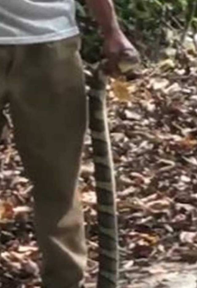 男子徒手抓蛇被咬，生命边缘的4次抢救