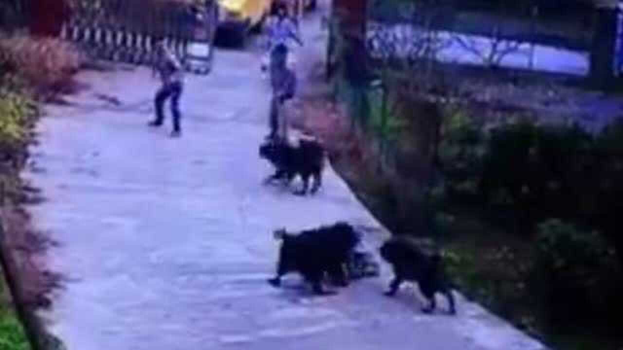 湖北一狗扑咬多人事件，当地正紧急搜捕