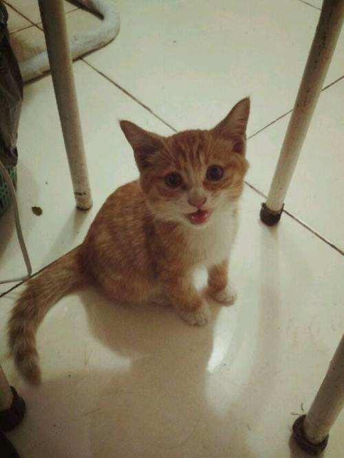 猫咪走失10小时，一场由流浪橘猫编织的温馨归途
