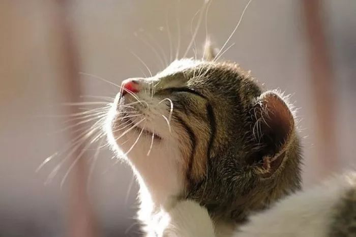 千只瘫痪小猫与同一品牌猫粮的神秘联系